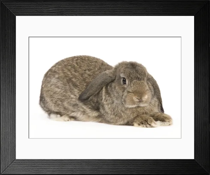 Framed Print : Picture No. 10886710 Framed Print : Picture No. 10886710