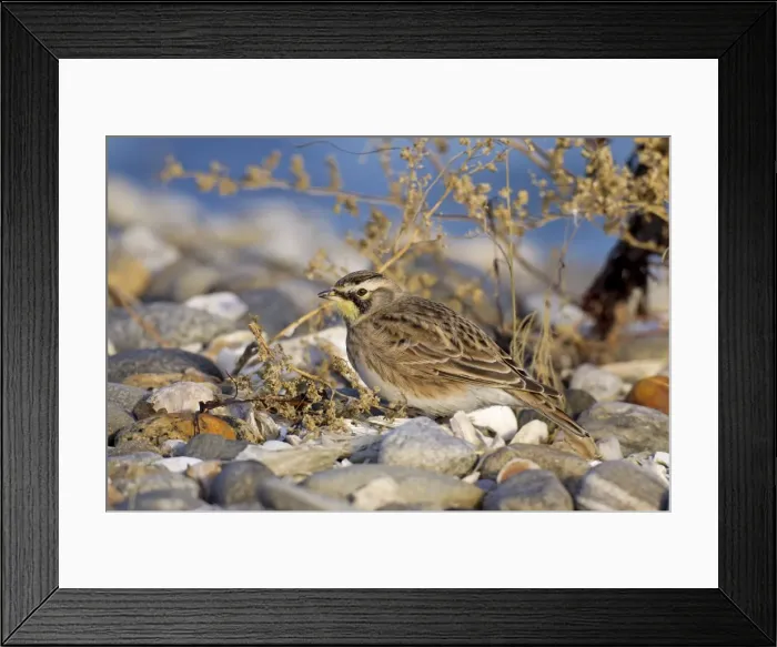 Framed Print : Picture No. 10885313 Framed Print : Picture No. 10885313