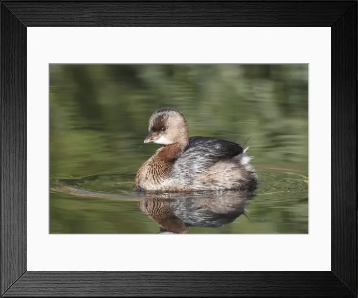 Framed Print : Picture No. 10885336 Framed Print : Picture No. 10885336