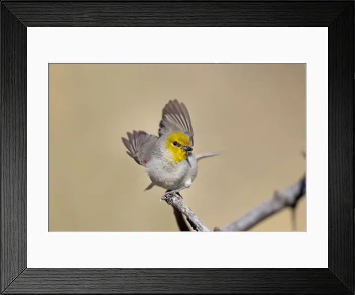Framed Print : Picture No. 10885378 Framed Print : Picture No. 10885378