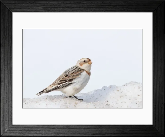 Framed Print : Picture No. 10885367 Framed Print : Picture No. 10885367