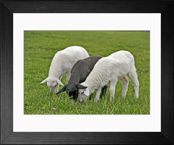Framed Print : Picture No. 10886762 Framed Print : Picture No. 10886762