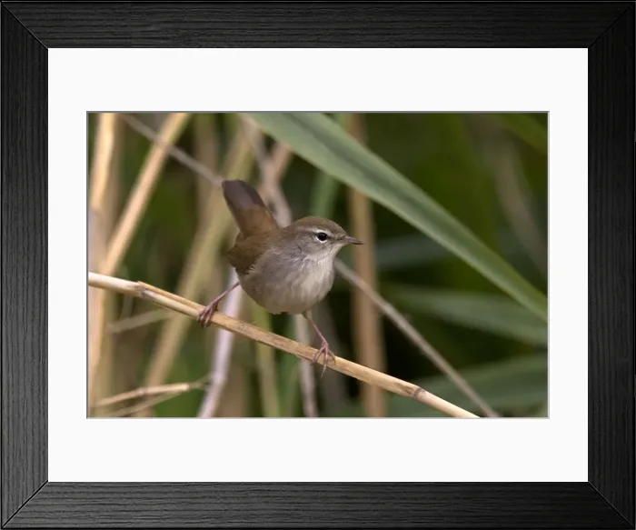Framed Print : Picture No. 10885479