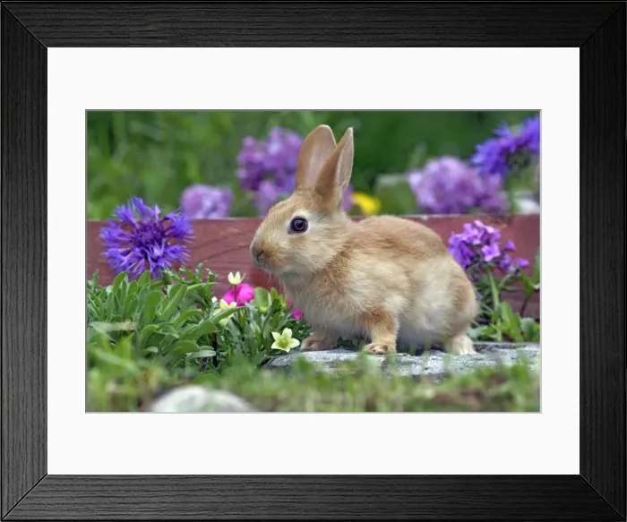 Framed Print : Picture No. 10886750 Framed Print : Picture No. 10886750