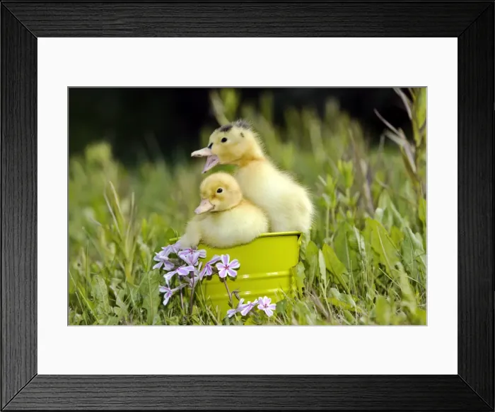 Framed Print : Picture No. 10886760 Framed Print : Picture No. 10886760