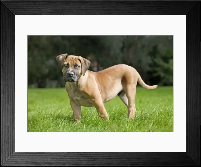 Framed Print : Picture No. 10885401 Framed Print : Picture No. 10885401