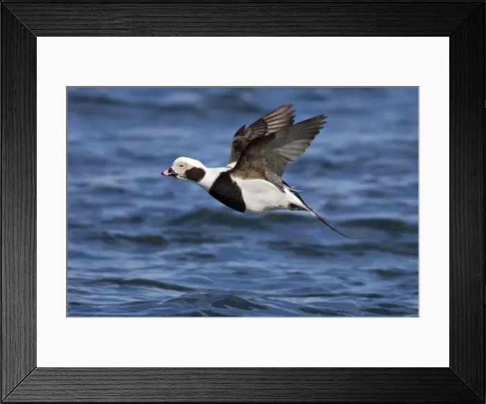Framed Print : Picture No. 10885318