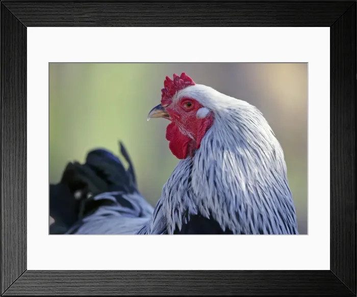 Framed Print : Picture No. 10886757 Framed Print : Picture No. 10886757