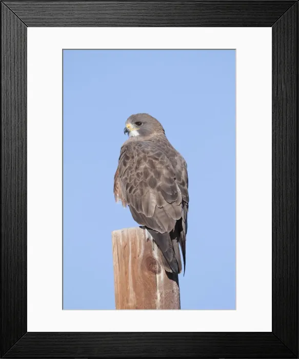Framed Print : Picture No. 10885374 Framed Print : Picture No. 10885374