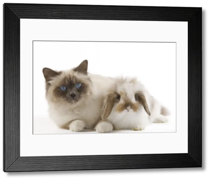 Framed Print : Picture No. 10886691 Framed Print : Picture No. 10886691