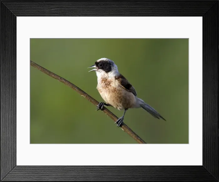 Framed Print : Picture No. 10885475 Framed Print : Picture No. 10885475
