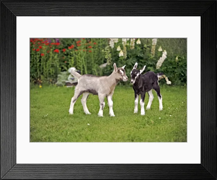 Framed Print : Picture No. 10886745 Framed Print : Picture No. 10886745