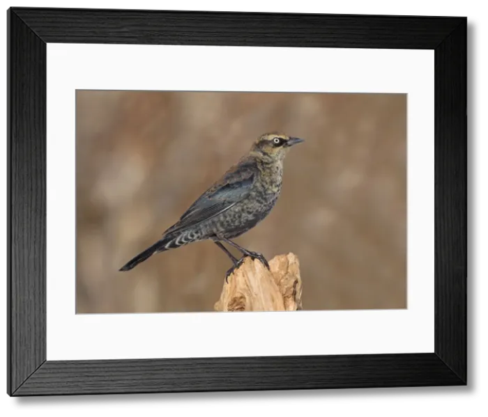 Framed Print : Picture No. 10885355 Framed Print : Picture No. 10885355