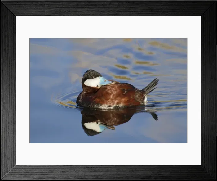 Framed Print : Picture No. 10885356 Framed Print : Picture No. 10885356
