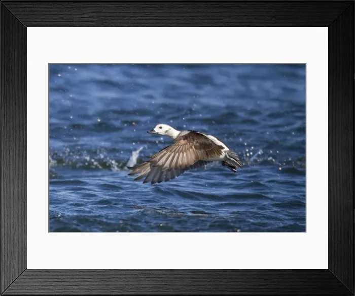 Framed Print : Picture No. 10885316 Framed Print : Picture No. 10885316
