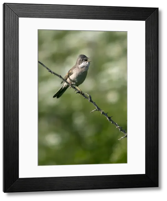 Framed Print : Picture No. 10885478 Framed Print : Picture No. 10885478