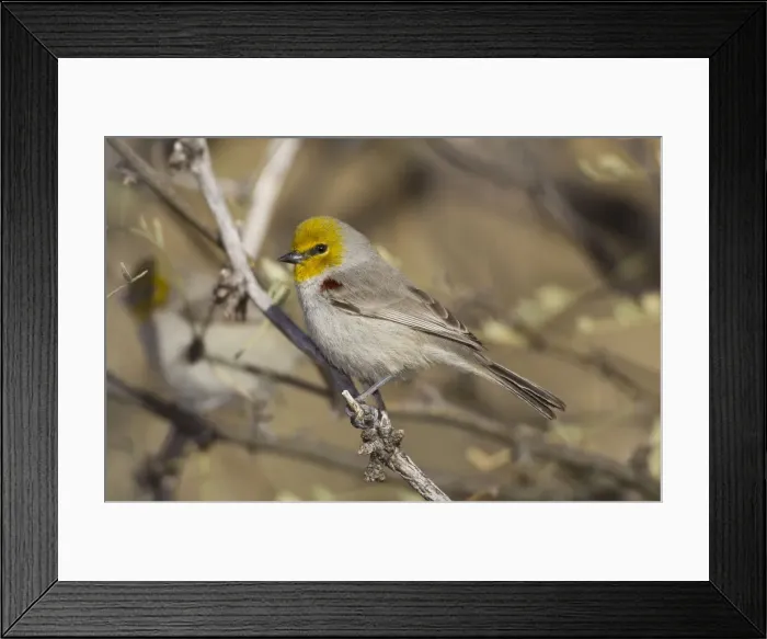 Framed Print : Picture No. 10885377 Framed Print : Picture No. 10885377