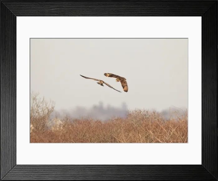 Framed Print : Picture No. 10885366 Framed Print : Picture No. 10885366