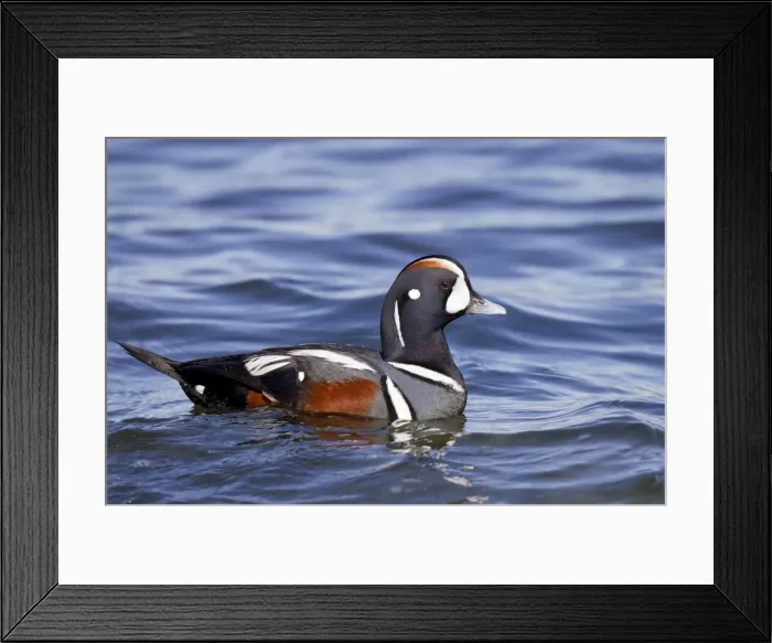Framed Print : Picture No. 10885309