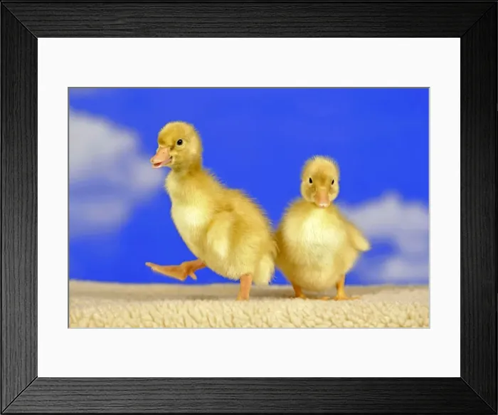 Framed Print : Picture No. 10886746 Framed Print : Picture No. 10886746