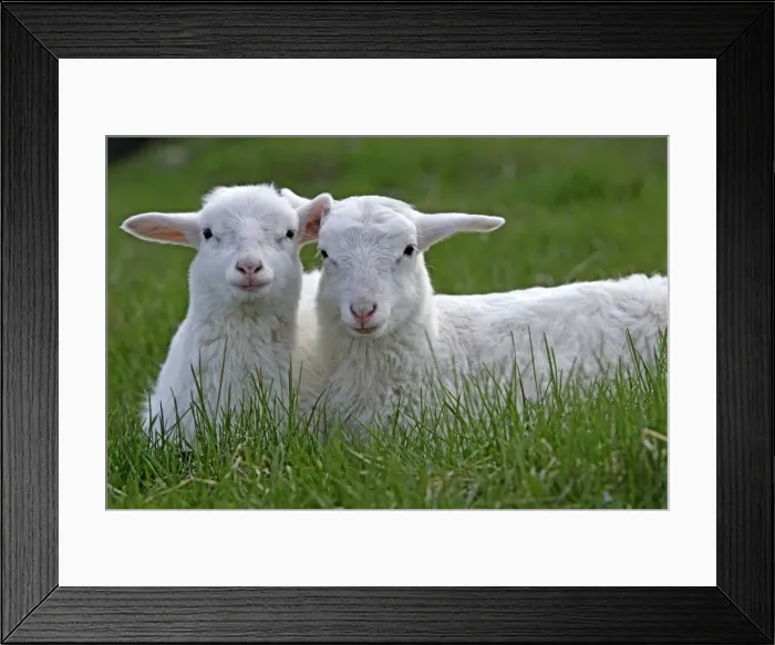 Framed Print : Picture No. 10886741 Framed Print : Picture No. 10886741