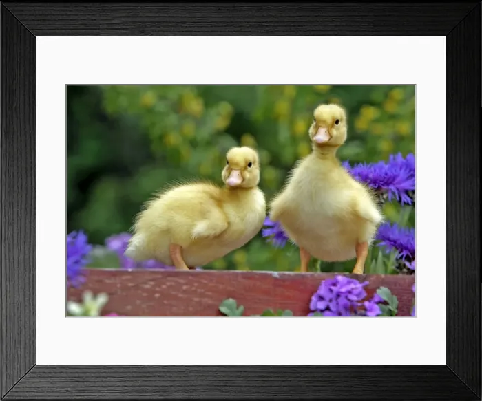 Framed Print : Picture No. 10886754 Framed Print : Picture No. 10886754