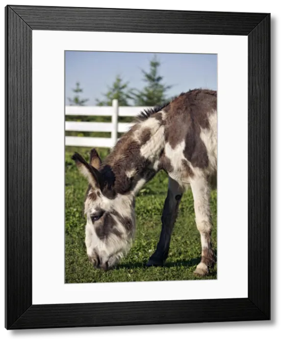 Framed Print : Picture No. 10886738 Framed Print : Picture No. 10886738
