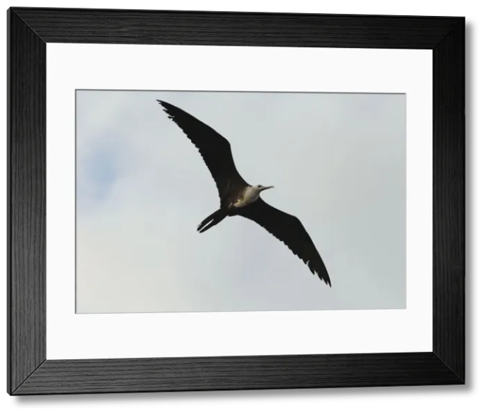 Framed Print : Picture No. 10886699 Framed Print : Picture No. 10886699