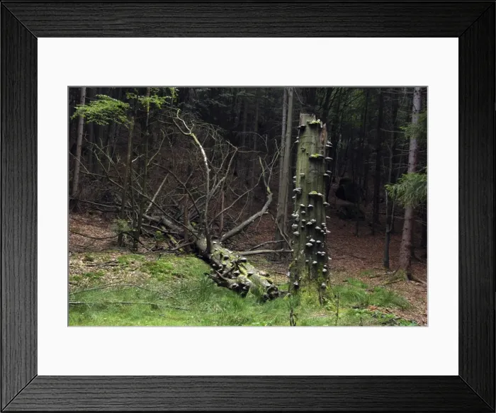 Framed Print : Picture No. 10886723 Framed Print : Picture No. 10886723