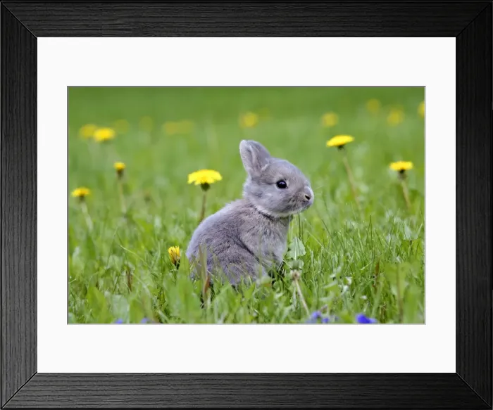 Framed Print : Picture No. 10886736 Framed Print : Picture No. 10886736