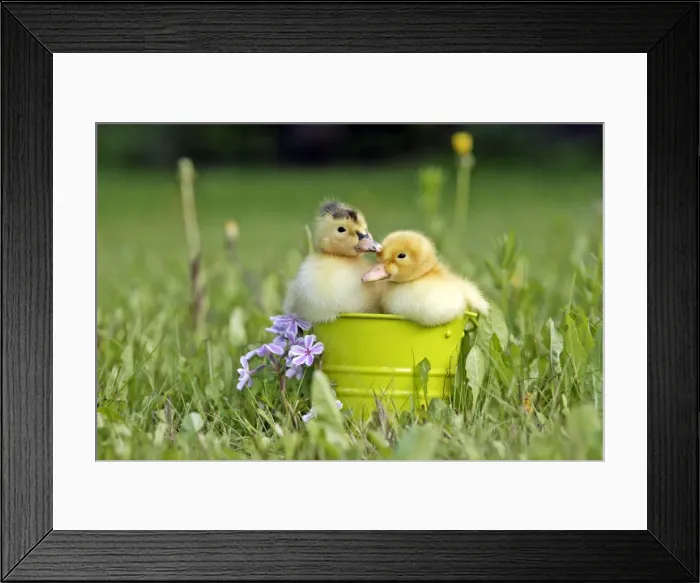 Framed Print : Picture No. 10886761 Framed Print : Picture No. 10886761