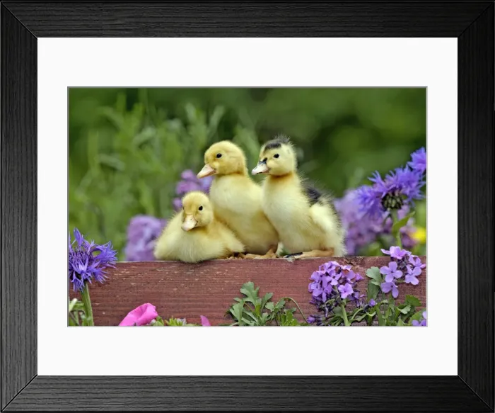 Framed Print : Picture No. 10886743 Framed Print : Picture No. 10886743