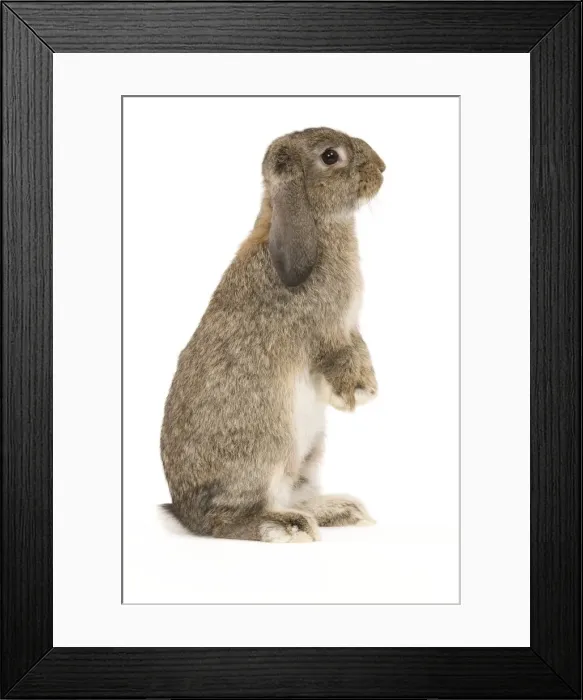 Framed Print : Picture No. 10886712 Framed Print : Picture No. 10886712