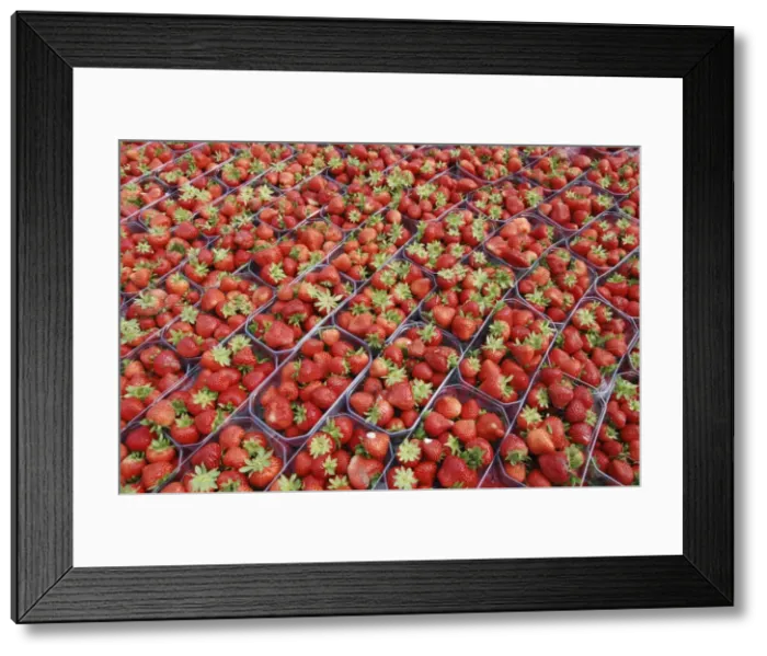 Framed Print : Picture No. 10886732 Framed Print : Picture No. 10886732