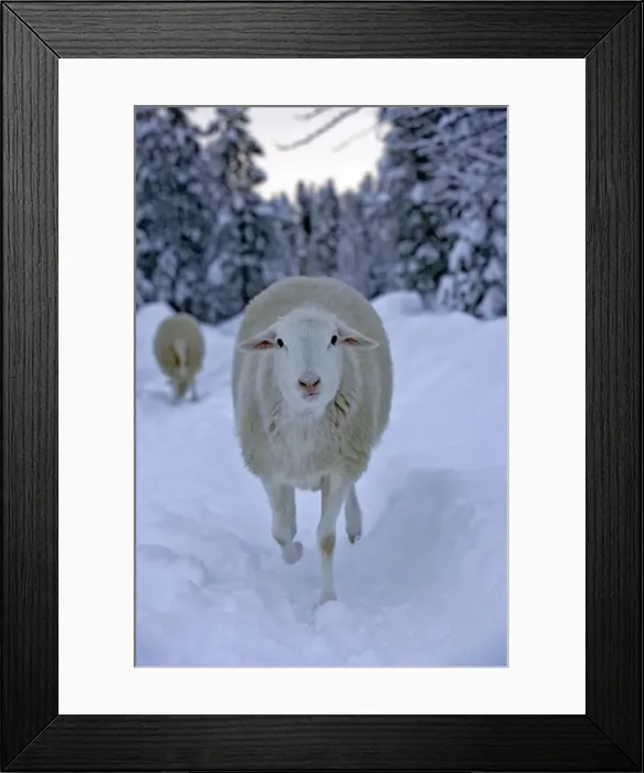 Framed Print : Picture No. 10886744