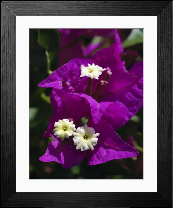 Framed Print : Picture No. 10886727 Framed Print : Picture No. 10886727
