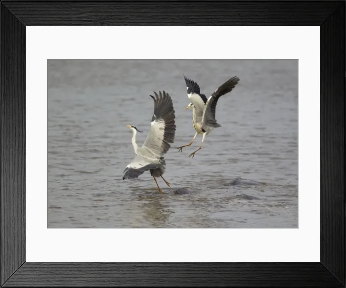 Framed Print : Picture No. 10887296 Framed Print : Picture No. 10887296