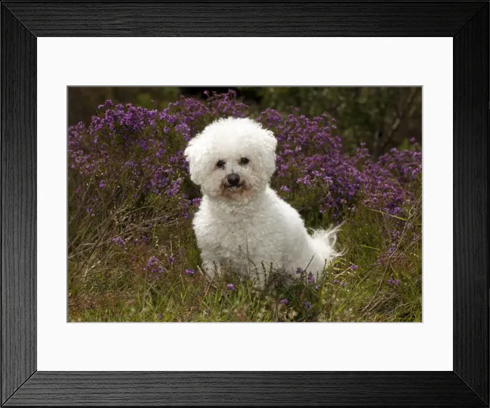Framed Print : Picture No. 10887517