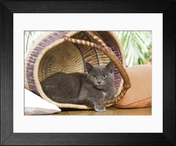 Framed Print : Picture No. 10887914 Framed Print : Picture No. 10887914