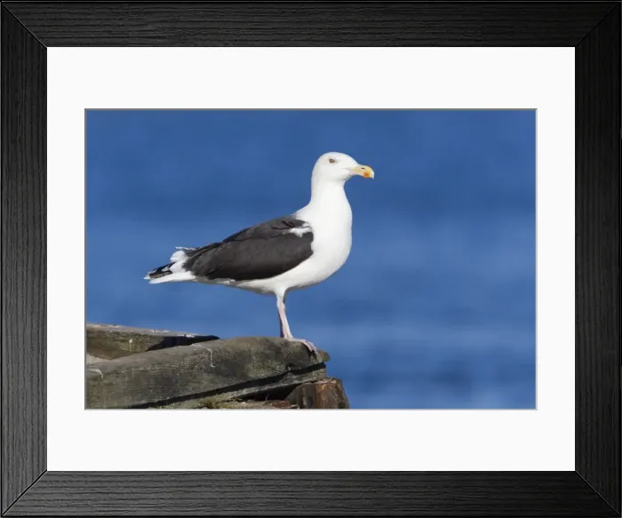 Framed Print : Picture No. 10887352 Framed Print : Picture No. 10887352