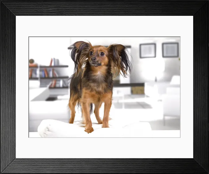 Framed Print : Picture No. 10888025 Framed Print : Picture No. 10888025