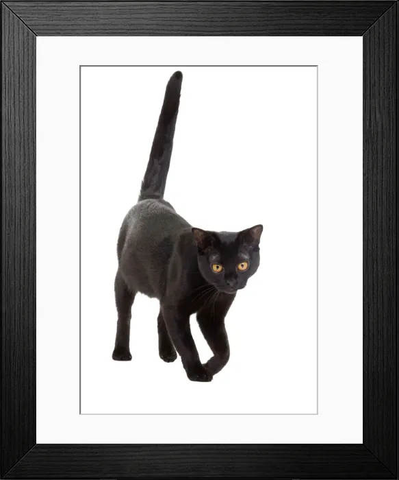 Framed Print : Picture No. 10888046 Framed Print : Picture No. 10888046