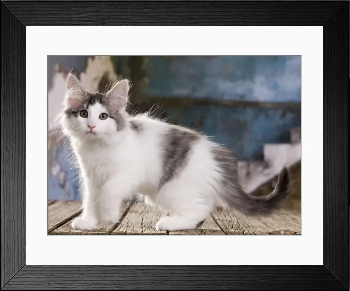Framed Print : Picture No. 10887754 Framed Print : Picture No. 10887754