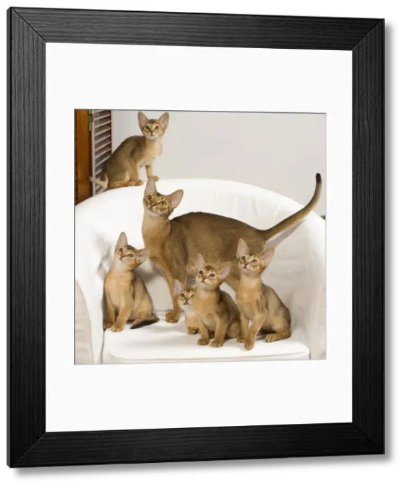 Framed Print : Picture No. 10887902 Framed Print : Picture No. 10887902