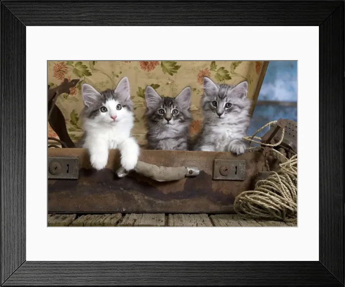 Framed Print : Picture No. 10887789 Framed Print : Picture No. 10887789