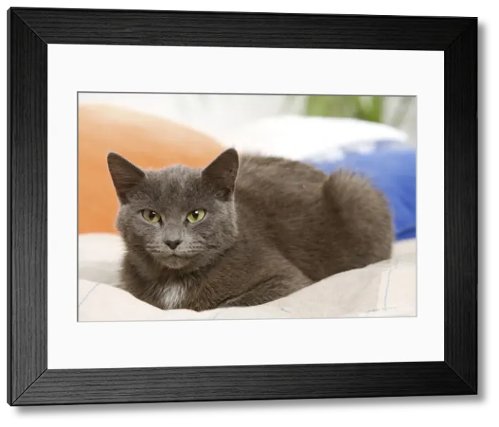 Framed Print : Picture No. 10887918 Framed Print : Picture No. 10887918