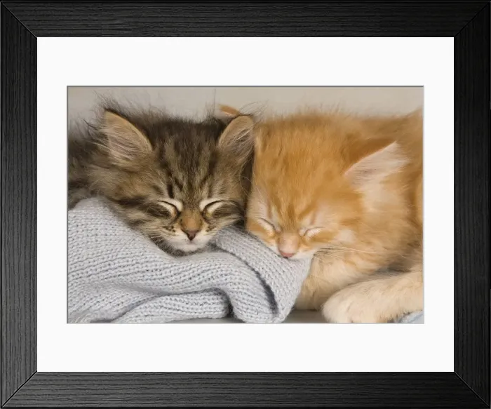 Framed Print : Picture No. 10887727 Framed Print : Picture No. 10887727