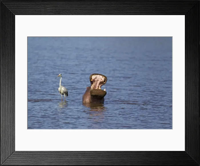 Framed Print : Picture No. 10887237 Framed Print : Picture No. 10887237