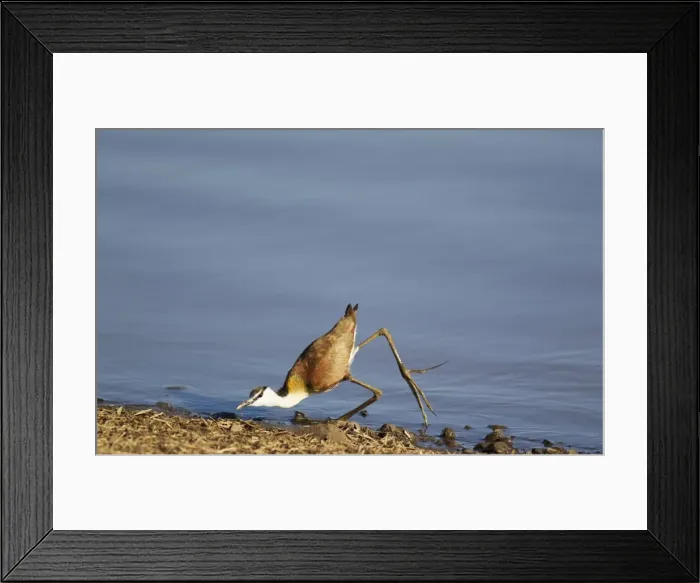 Framed Print : Picture No. 10887261 Framed Print : Picture No. 10887261