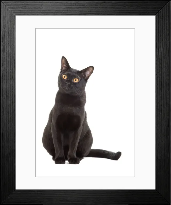 Framed Print : Picture No. 10888047 Framed Print : Picture No. 10888047